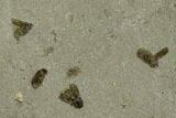 Fossil Beetle (Coleoptera) Cluster- Green River Formation, Utah #108837-2